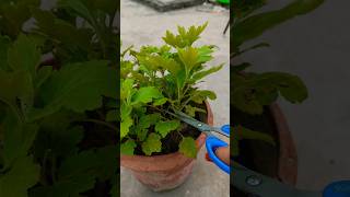 chrysanthemum pruning shots [upl. by Thurlough745]