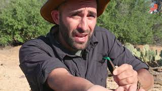 3 Peores picaduras de Coyote Peterson  Brave Wilderness [upl. by Ellehcsar]