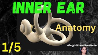 009Anatomy of Inner Ear  Part 15 bony labrynth membraneous labrynth [upl. by Iviv]