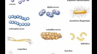 Bactérias [upl. by Niboc]