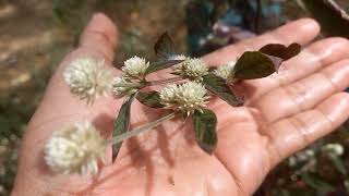 2 Alternanthera brasiliana Alternanthera dentata 💚 Joyweed 💚 Nature and nature sounds [upl. by Andris]