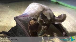 Pallid Bat Munches on Scorpion [upl. by Nosidda]