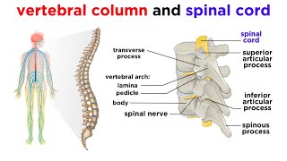 The Central Nervous System The Brain and Spinal Cord [upl. by Recor]