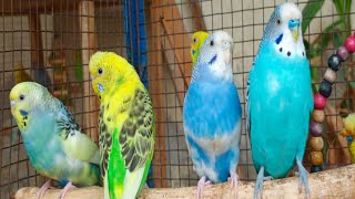 Over 12 Hours of Budgies Playing Singing and Talking in their Aviary Budgie sounds for sad birds [upl. by Lewan]