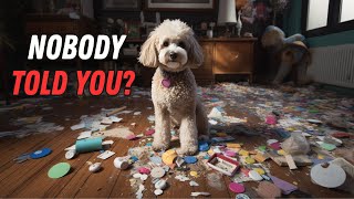 What NO ONE tells you about owning a Poodle [upl. by Lanza]