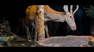 Stadko zwierzyny płowej 🦌WildlifePulseLive Leśny Zakątek 08082024 [upl. by Breana809]