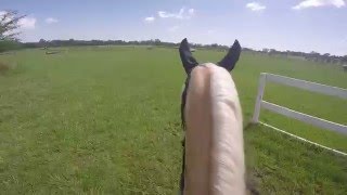 Go Pro xcountry course  showjumping Raws [upl. by Ayekal]