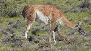 GUANACOS NUEVA GENERACIÓN DE CHULENGOS [upl. by Anaujal]