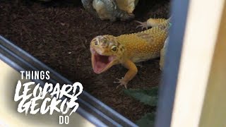 16 Things That Leopard Geckos Do [upl. by Ermeena]