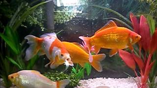 8 inch Common Goldfish 55 Gallon Tank [upl. by Calle]