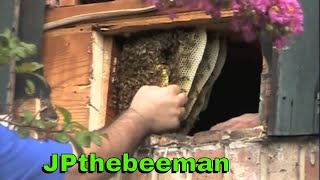 Removing Bees From Board amp Batten Construction [upl. by Ahtis273]