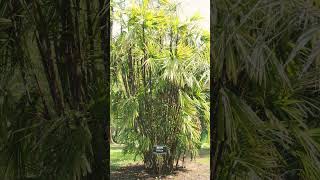 🌾³☆ Order Arecales •¹ Family Arecaceae ▪︎ Broadleaf Lady Palm or Bamboo Palm Rhapis excelsa [upl. by Linda370]