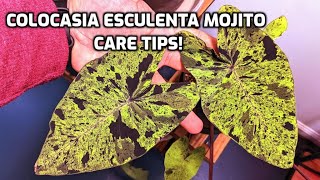 Care tips for colocasia esculenta mojito [upl. by Aihsenet640]