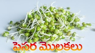 పెసర మొలకలు  Pesara Molakalu in telugu  How to make sprouts [upl. by Aerdnas833]