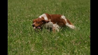 EPAGNEUL BRETON  BRITTANY  HUNTING amp TRAINING  POINTING [upl. by Arracahs379]