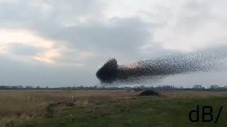 Friday Murmurations [upl. by Watanabe]