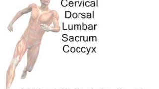 tarsal tunnel contents mnemonic [upl. by Kimmel]