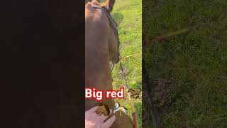 Big red the quarter horse funny dadhumor comedy [upl. by Gamages601]