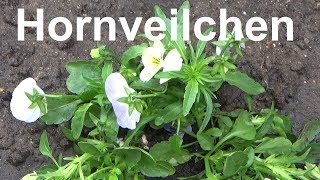 Hornveilchen pflegen pflanzen vermehren gießen Standort Winterhart überwintern Viola cornuta [upl. by Ireland]