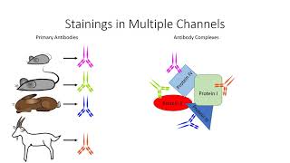 25 Immunostaining amp Chemical Dyes  Principles and techniques [upl. by Esilenna]