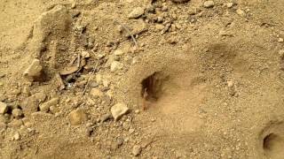 Spinny bugs in the dirt  Antlions [upl. by Schreib902]