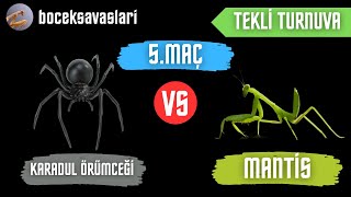 TEKLİ TURNUVA  KARADUL ÖRÜMCEĞİ VS MANTİS  5MAÇ [upl. by Celka]