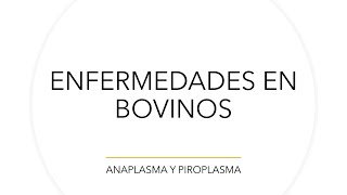 Enfermedades en bovinos Anaplasma y Piroplasma [upl. by Musser]