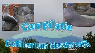 Compilatie Dolfinarium Harderwijk [upl. by Keven]