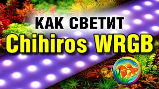 Как светит Chihiros WRGB [upl. by Whyte662]