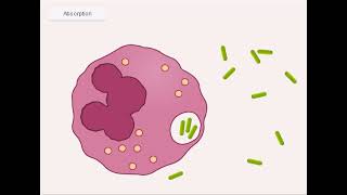 quotLa phagocytose  comment nos cellules détruisent les agents pathogènes responsables des infectionsquot [upl. by Ginsburg]