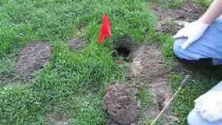 Gopher TrapBasic Gopher Trapping Techniques [upl. by Ehud]