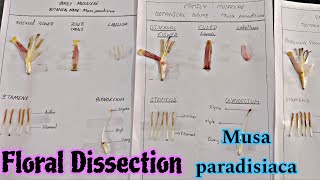 Floral Dissection of Musa paradisiaca மலரின் பாகங்களை பிரித்து தனிமைப்படுத்துதல் [upl. by Eidolem169]