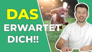 Damit Hunde und Katzen lange gesund bleiben  Tierisch Gesund [upl. by Ettenej680]