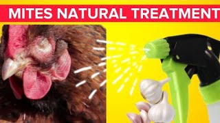 GET RID OF MITE amp LICE IN CHICKENS BY SPRAYING THIS NATURAL PRODUCT [upl. by Adnoraj]