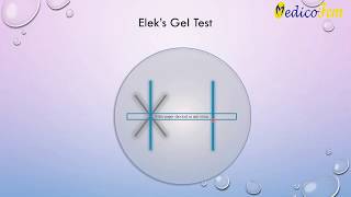 Corynebacterium diphtheria and elek’s gel precipitation test [upl. by Ahsirhcal224]