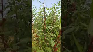 अंबाडी चे झाड़। Roselle Plant ☘️Ambadi Farming ytshort food [upl. by Olds]