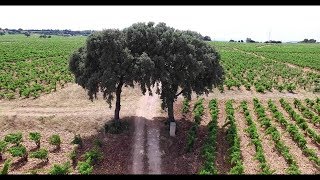 Châteauneuf du Pape Winery  Mas de Boislauzon HD [upl. by Kiyoshi]