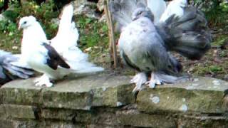 Indian Fantail pigeons [upl. by Suravart505]