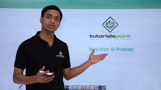 Class 11th – Kingdom Protista – Nutrition  Biological Classification  Tutorials Point [upl. by Mad]