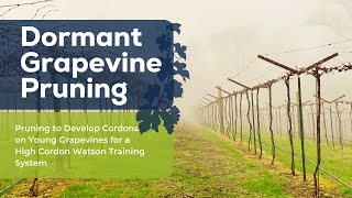 Pruning to Develop Cordons on Young Grapevines for a High Cordon Watson Training System [upl. by Eserrehs]