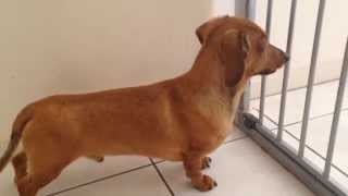 Skoloogi the miniature dachshund howling [upl. by Zehc]