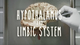 Neuroanatomy S1 E4 Hypothalamus and Limbic System neuroanatomy ubcmedicine [upl. by Verene]