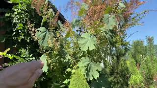 Macleaya cordata mákkóró [upl. by Fagen]