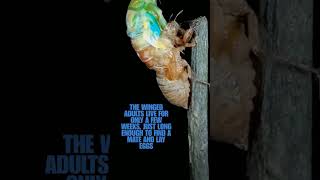 Cicada reveal insects nature cicada [upl. by Stichter]