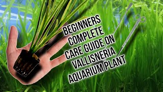 Beginners Tutorial Complete Guide On Vallisneria vallisneria care [upl. by Adikam196]