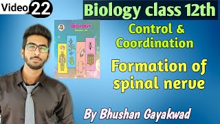 Formation of spinal nerves  Part 22 Control and coordination class 12 new syllabus [upl. by Felt]