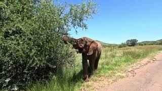 Пиланесберг Pilanesberg National Park safari South Africa [upl. by Meg]