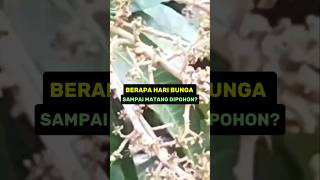 BERAPA HARI BUNGA SAMPAI MATANG DIPOHONshort [upl. by Amzu]