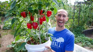 How to Grow Peppers in Containers Complete Growing Guide [upl. by Aggappera]