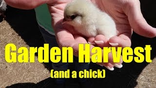 Garden Harvest and a chick [upl. by Yssak425]